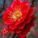 Margʻuba Almurodova